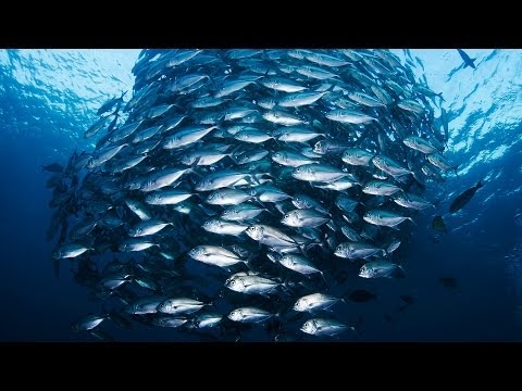 Jackie Savitz: Save the oceans, feed the world!