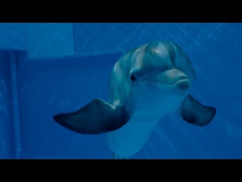 Dolphin Tale 2 - Official Main Trailer [HD]