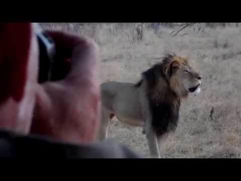 Cecil - Africa&#039;s Biggest Lion - www.CecilTheLion.org