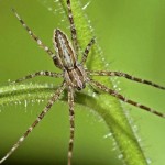 New spider species image